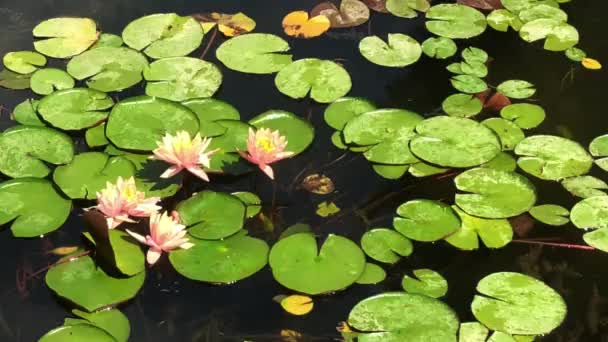 Gorgeous high-quality 4k footage of the lotus flower, a symbol of truth and flawless beauty. This flower, which shows all its beauty with its colors together with the sparkle of the w — Vídeo de Stock