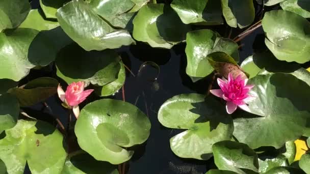 Vista superior de belas imagens de alta qualidade 4k da flor de lótus, que é um símbolo de beleza impecável. Esta flor, que mostra toda a sua beleza com suas cores junto com o brilho do w — Vídeo de Stock