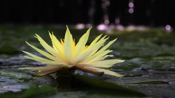 Gorgeous high-quality 4k footage of the lotus flower, a symbol of truth and flawless beauty. This flower, which shows all its beauty with its colors together with the sparkle of the w — Stockvideo
