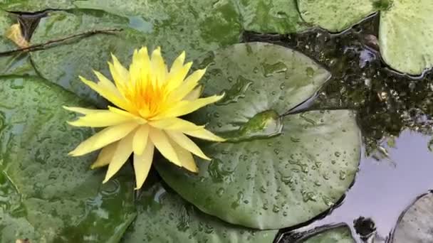 Lindas imagens 4k de alta qualidade da flor de lótus, um símbolo da verdade e beleza impecável. Esta flor, que mostra toda a sua beleza com suas cores junto com o brilho do w — Vídeo de Stock