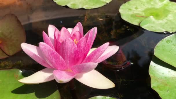 Gorgeous high-quality 4k footage of the lotus flower, a symbol of truth and flawless beauty. This flower, which shows all its beauty with its colors together with the sparkle of the w — Vídeo de Stock