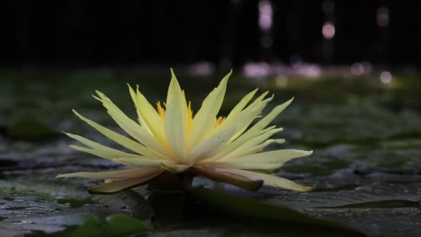 High resolution video of the lotus flower that accompanies the flow of the waterfall behind it and represents the harmony of nature in the best way. — Stockvideo