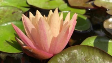 Nilüfer çiçeğinin muhteşem 4K görüntüsü gerçeğin ve kusursuz güzelliğin sembolü. Bu çiçek, tüm güzelliğini ve renklerini w 'nun ışıltısıyla birlikte gösterir.