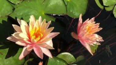 Nilüfer çiçeğinin muhteşem 4K görüntüsü gerçeğin ve kusursuz güzelliğin sembolü. Bu çiçek, tüm güzelliğini ve renklerini w 'nun ışıltısıyla birlikte gösterir.