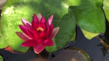 Nilüfer çiçeğinin muhteşem 4K görüntüsü gerçeğin ve kusursuz güzelliğin sembolü. Bu çiçek, tüm güzelliğini ve renklerini w 'nun ışıltısıyla birlikte gösterir.