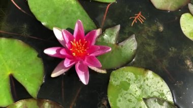 Nilüfer çiçeğinin muhteşem 4K görüntüsü gerçeğin ve kusursuz güzelliğin sembolü. Bu çiçek, tüm güzelliğini ve renklerini w 'nun ışıltısıyla birlikte gösterir.