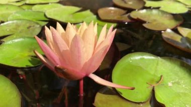 Nilüfer çiçeğinin muhteşem 4K görüntüsü gerçeğin ve kusursuz güzelliğin sembolü. Bu çiçek, tüm güzelliğini ve renklerini w 'nun ışıltısıyla birlikte gösterir.