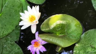 Nilüfer çiçeğinin muhteşem 4K görüntüsü gerçeğin ve kusursuz güzelliğin sembolü. Bu çiçek, tüm güzelliğini ve renklerini w 'nun ışıltısıyla birlikte gösterir.