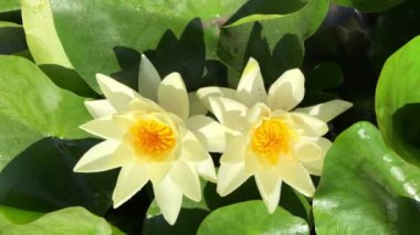 Nilüfer çiçeğinin muhteşem 4K görüntüsü gerçeğin ve kusursuz güzelliğin sembolü. Bu çiçek, tüm güzelliğini ve renklerini w 'nun ışıltısıyla birlikte gösterir.