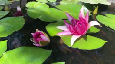 Nilüfer çiçeğinin muhteşem 4K görüntüsü gerçeğin ve kusursuz güzelliğin sembolü. Bu çiçek, tüm güzelliğini ve renklerini w 'nun ışıltısıyla birlikte gösterir.