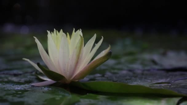 Gorgeous high-quality 4k footage of the lotus flower, a symbol of truth and flawless beauty. This flower, which shows all its beauty with its colors together with the sparkle of the w — Video Stock