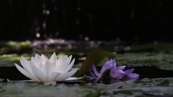 Vídeo de alta resolução da flor de lótus que acompanha o fluxo da cachoeira por trás dele e representa a harmonia da natureza da melhor maneira. — Vídeo de Stock