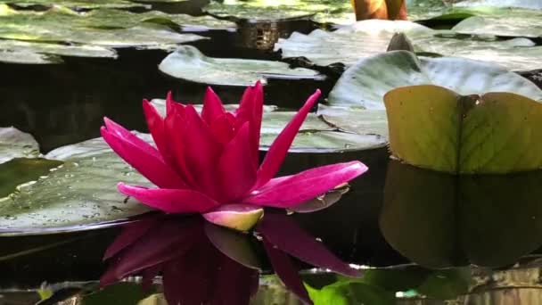 Gyönyörű, kiváló minőségű 4k felvétel a lótuszvirágról, az igazság és a hibátlan szépség szimbóluma. Ez a virág, amely megmutatja minden szépségét a színeivel együtt a csillogás a w — Stock videók