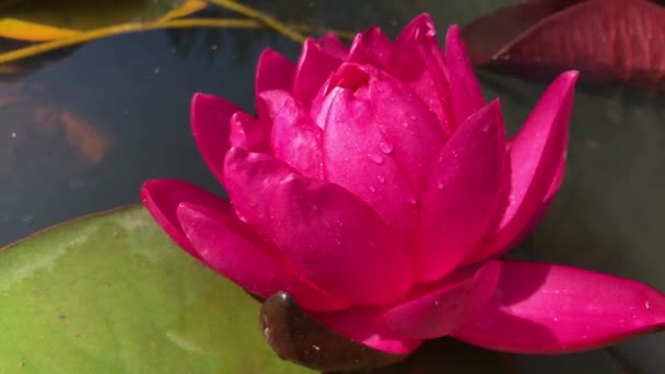 Wspaniały wysokiej jakości materiał 4k kwiatu lotosu, symbol prawdy i nieskazitelnego piękna. Ten kwiat, który pokazuje całe swoje piękno z jego kolorami wraz z blaskiem w — Wideo stockowe