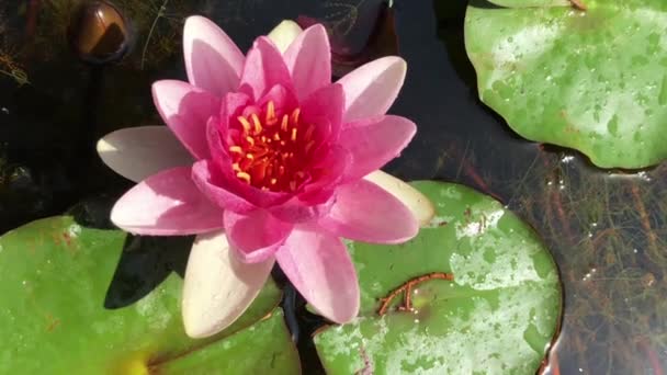 Lindas imagens 4k de alta qualidade da flor de lótus, um símbolo da verdade e beleza impecável. Esta flor, que mostra toda a sua beleza com suas cores junto com o brilho do w — Vídeo de Stock