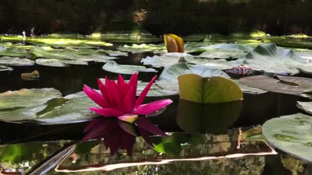 Gorgeous high-quality 4k footage of the lotus flower, a symbol of truth and flawless beauty. This flower, which shows all its beauty with its colors together with the sparkle of the w — Stockvideo