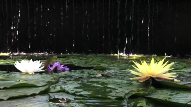Hoge resolutie video van de lotusbloem die de stroom van de waterval daarachter vergezelt en de harmonie van de natuur op de beste manier vertegenwoordigt. — Stockvideo