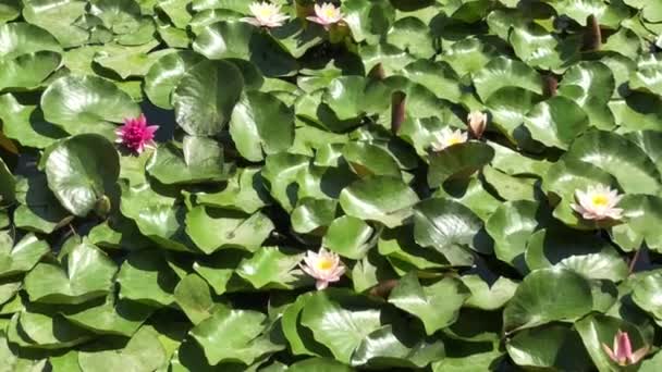 Ovanifrån av vackra högkvalitativa 4k bilder av lotusblomman som är en symbol för felfri skönhet. Denna blomma, som visar all sin skönhet med sina färger tillsammans med glitter av w — Stockvideo