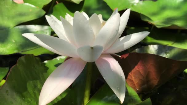 Gorgeous high-quality 4k footage of the lotus flower, a symbol of truth and flawless beauty. This flower, which shows all its beauty with its colors together with the sparkle of the w — Vídeo de Stock