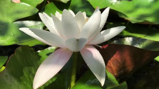 Gorgeous high-quality 4k footage of the lotus flower, a symbol of truth and flawless beauty. This flower, which shows all its beauty with its colors together with the sparkle of the w — Vídeo de Stock