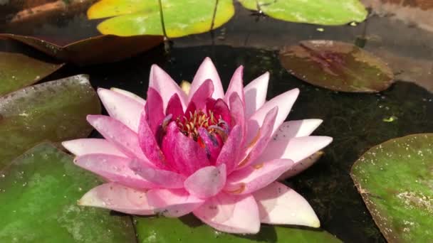 Prachtige hoge kwaliteit 4k beeldmateriaal van de lotusbloem, een symbool van waarheid en vlekkeloze schoonheid. Deze bloem, die al zijn schoonheid toont met zijn kleuren samen met de schittering van de w — Stockvideo