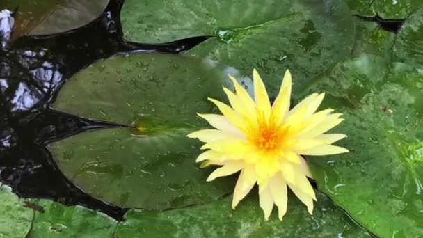 Gorgeous high-quality 4k footage of the lotus flower, a symbol of truth and flawless beauty. This flower, which shows all its beauty with its colors together with the sparkle of the w — Vídeo de Stock