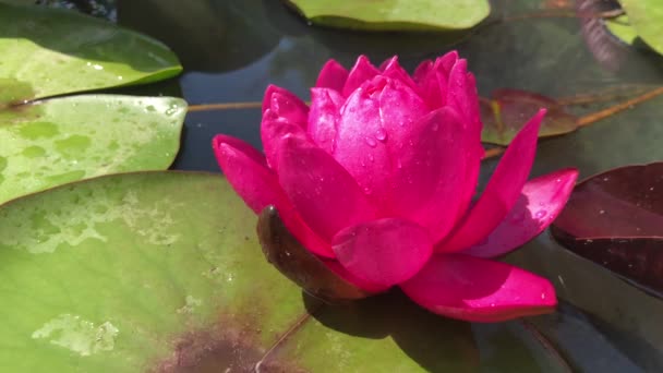 Wspaniały wysokiej jakości materiał 4k kwiatu lotosu, symbol prawdy i nieskazitelnego piękna. Ten kwiat, który pokazuje całe swoje piękno z jego kolorami wraz z blaskiem w — Wideo stockowe