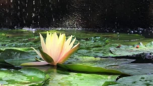 Gorgeous high-quality 4k footage of the lotus flower, a symbol of truth and flawless beauty. This flower, which shows all its beauty with its colors together with the sparkle of the w — Vídeo de Stock