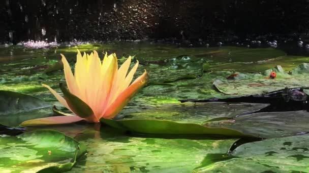 Gorgeous high-quality 4k footage of the lotus flower, a symbol of truth and flawless beauty. This flower, which shows all its beauty with its colors together with the sparkle of the w — Vídeo de Stock