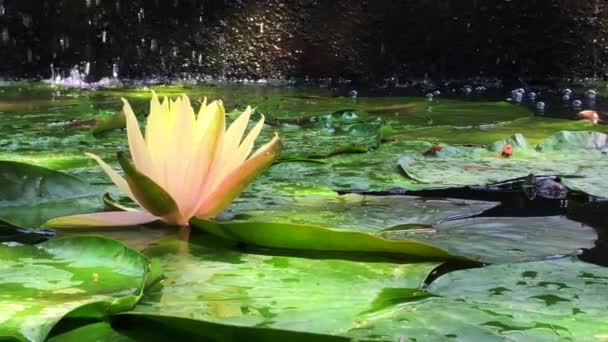 Gorgeous high-quality 4k footage of the lotus flower, a symbol of truth and flawless beauty. This flower, which shows all its beauty with its colors together with the sparkle of the w — Stockvideo