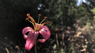 Ormanda konumlanmış yüksek kaliteli bir zambak videosu.
