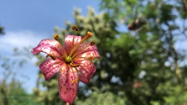 A high quality video of a lily which is positioned in the forest — Video Stock