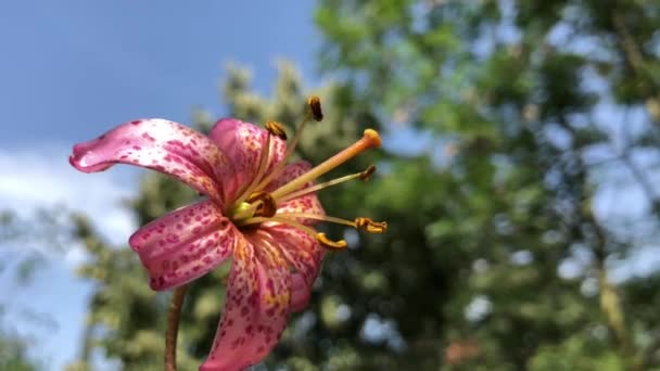 A high quality video of a lily which is positioned in the forest — Video Stock