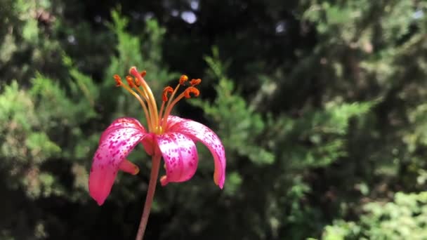 A high quality video of a lily which is positioned in the forest — Stockvideo