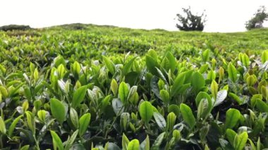 Türkiye 'de Rize' nin büyüleyici doğa görüşü