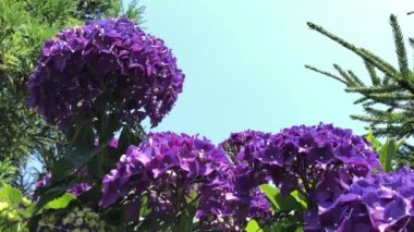 Anavatanı Japonya olan ortanca, 70-75 cins ve gösterişli çiçekleriyle son derece etkileyici Asya ve Amerika 'nın yerli bitkisidir. Rüzgarda uyum içinde dans etme videosu.