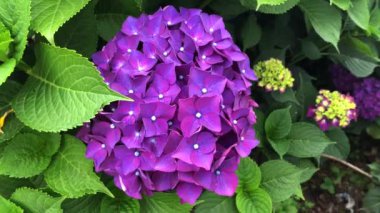 Anavatanı Japonya olan ortanca, 70-75 cins ve gösterişli çiçekleriyle son derece etkileyici Asya ve Amerika 'nın yerli bitkisidir. Rüzgarda uyum içinde dans etme videosu.