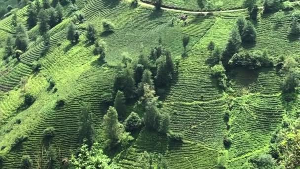 Uma visão fascinante da natureza do milho na Turquia — Vídeo de Stock