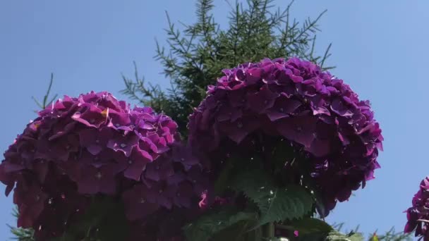 La hortensia, cuya patria es Japón, es una planta nativa de Asia y América con su género 70-75 y es extremadamente impresionante con sus flores vistosas. El video de bailar en armonía en el viento con — Vídeo de stock