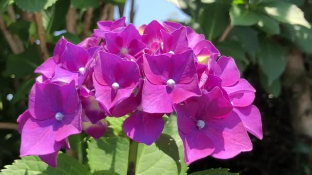 A hortênsia, cuja terra natal é o Japão, é uma planta nativa da Ásia e América com seu gênero 70-75 e é extremamente impressionante com suas flores vistosas. O vídeo de dança em harmonia com o vento com — Vídeo de Stock