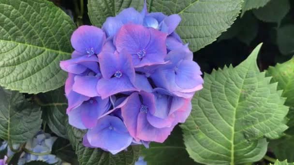 L'armonia del fiore viola ortensia con i toni verdi della natura crea un bellissimo paesaggio. — Video Stock