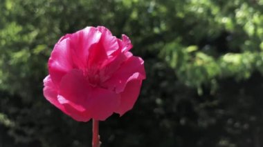 Bir neryumun yakın çekim ve yüksek nitelikli videosu