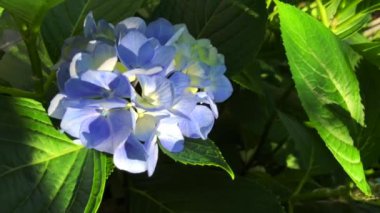 Mor ortanca çiçeğinin ahengi doğanın yeşil tonlarıyla güzel bir manzara yaratır..