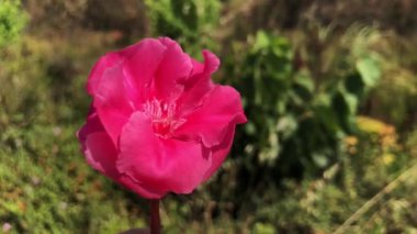 Bir neryumun yakın çekim ve yüksek nitelikli videosu