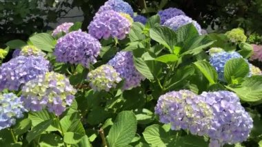 Birçok renkte buket oluşturan ortanca çiçekleri, ziyaretçilerini doğal güzellikleriyle etkiler..