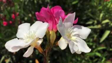 Bir buket neryumun yakın çekim ve yüksek kalitede videosu.