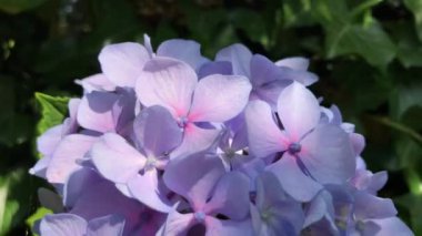 Mor ortanca çiçeğinin ahengi doğanın yeşil tonlarıyla güzel bir manzara yaratır..