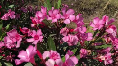 Bir buket neryumun yakın çekim ve yüksek kalitede videosu.