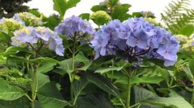 Mor ortanca çiçeğinin ahengi doğanın yeşil tonlarıyla güzel bir manzara yaratır..