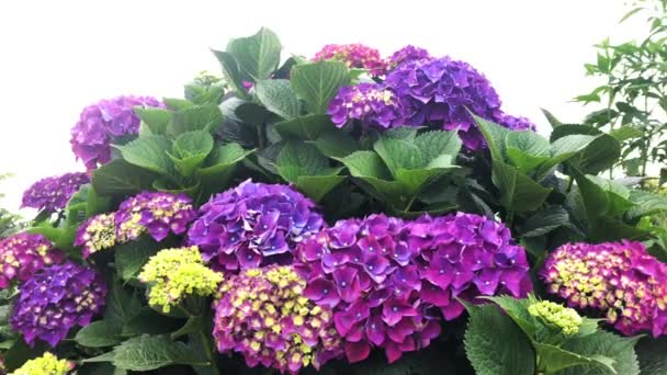 Hortensia, vars hemland är Japan, är en inhemsk växt i Asien och Amerika med sina 70-75 släkten och är oerhört imponerande med sina prunkande blommor. Videon av dans i harmoni i vinden med — Stockvideo